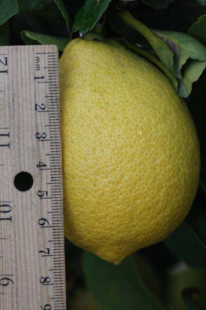            Fruit (Riverside, CA)   